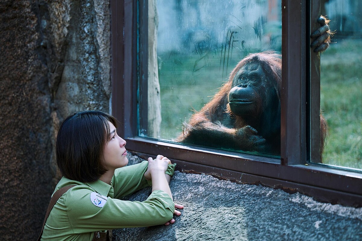 曾沛慈（左）對戲人氣紅毛猩猩「咪咪」，令她不禁大呼「真的好難！」。