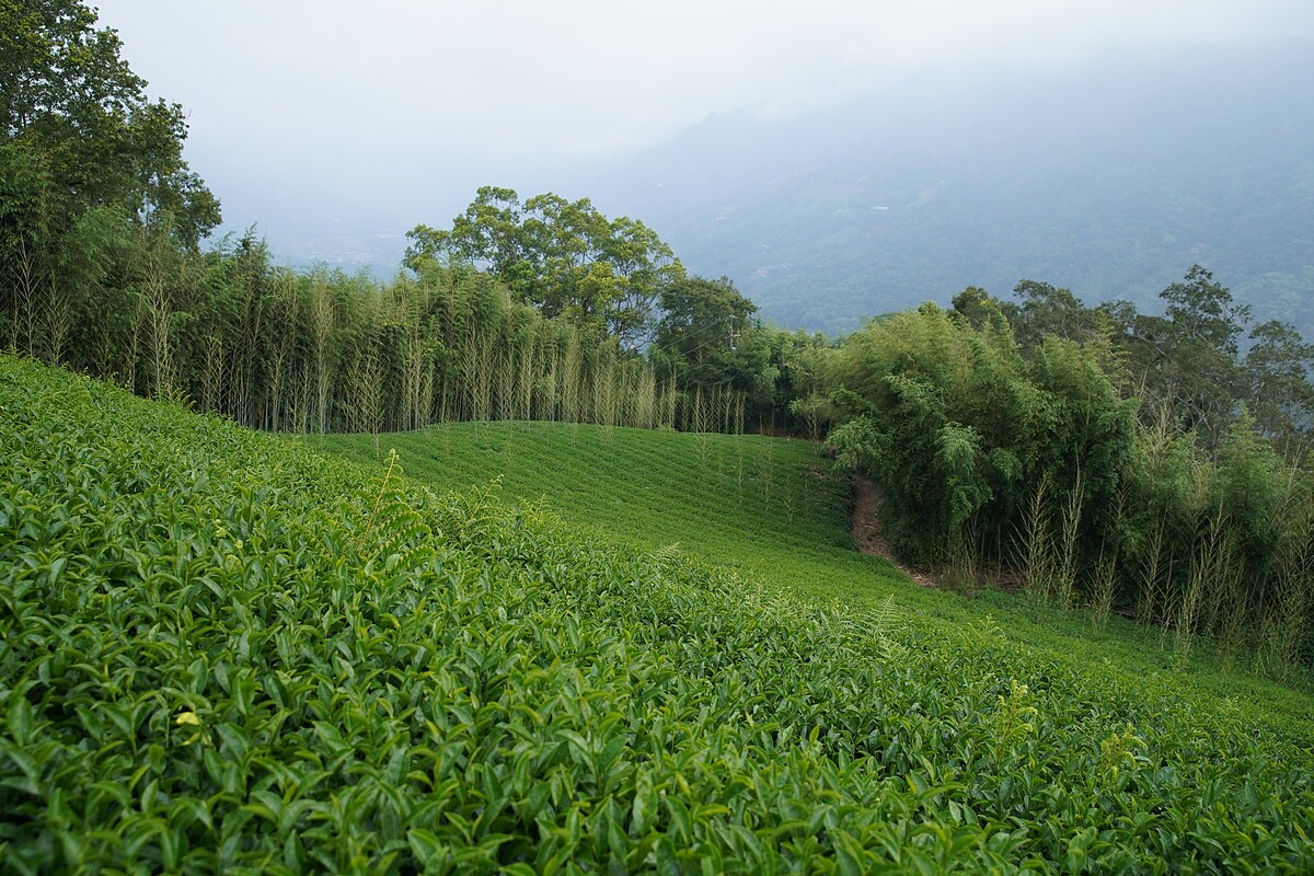 茶職人藍大誠出身傳統茶家庭同時具備侍酒專業。