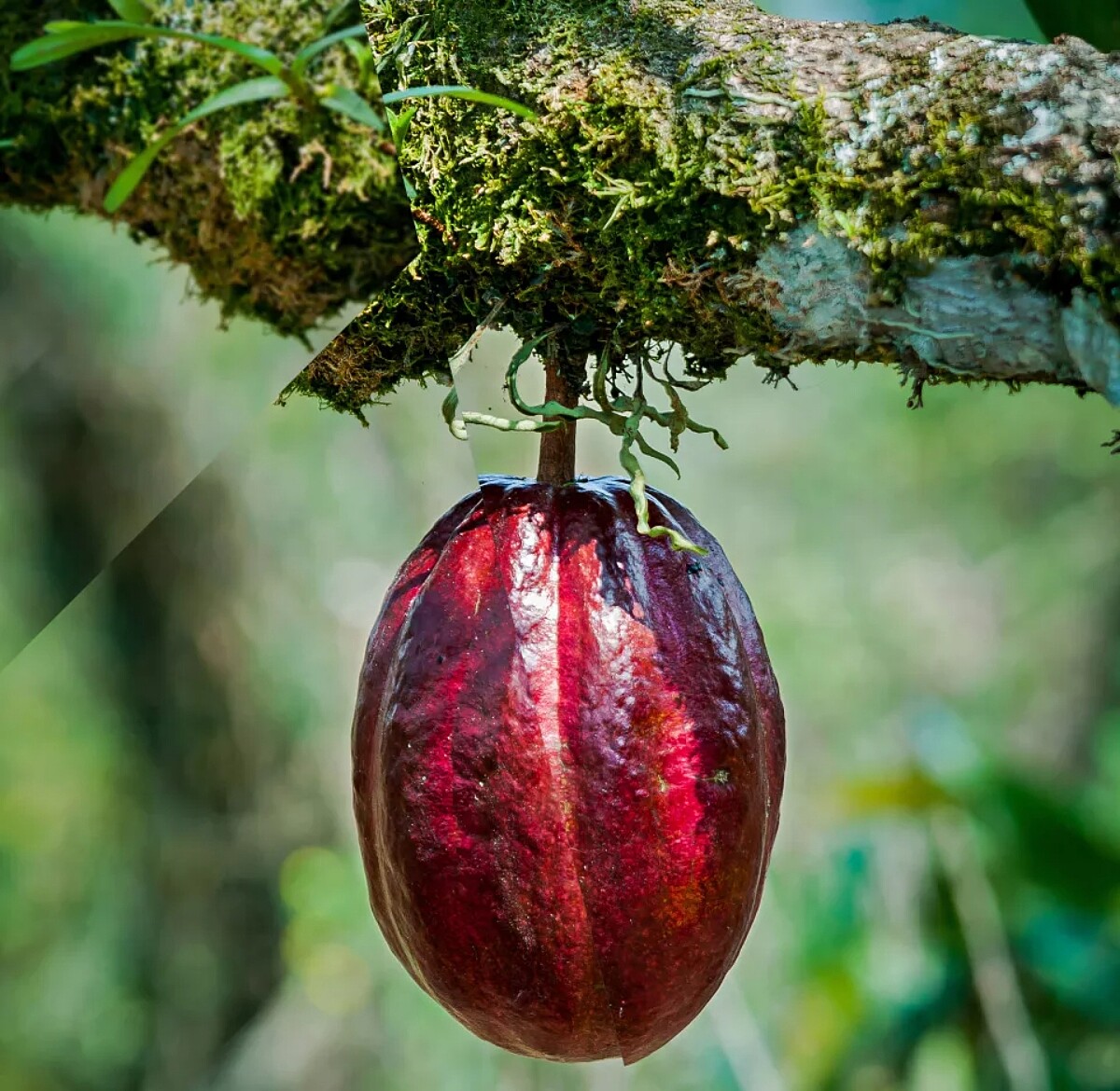 可可巴芮在為了讓品牌永續，花了兩年的時間研發、與可可地平線基金會（Cocoa Horizons）合作。