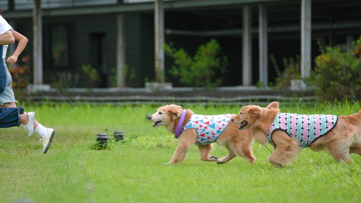 二子・泉旅酸鹼值為6.96，毛小孩也可安心享受。