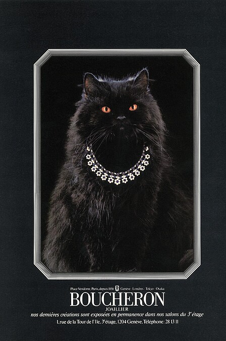 黑色長毛貓咪 Wladimir