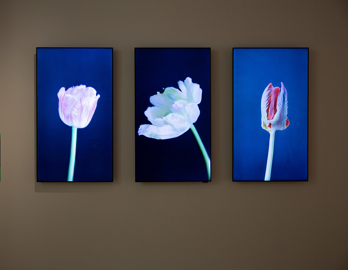 安娜．里德勒 Anna Ridler《花葉病毒》 Mosaic Virus。圖片／藝術家提供