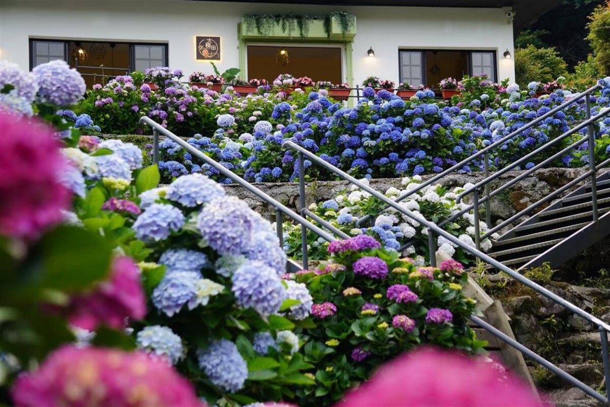 大梯田花卉生態農園以五彩繽紛的繡球花海和獨特的位置，成為竹子湖最吸引眼球的賞花熱點。