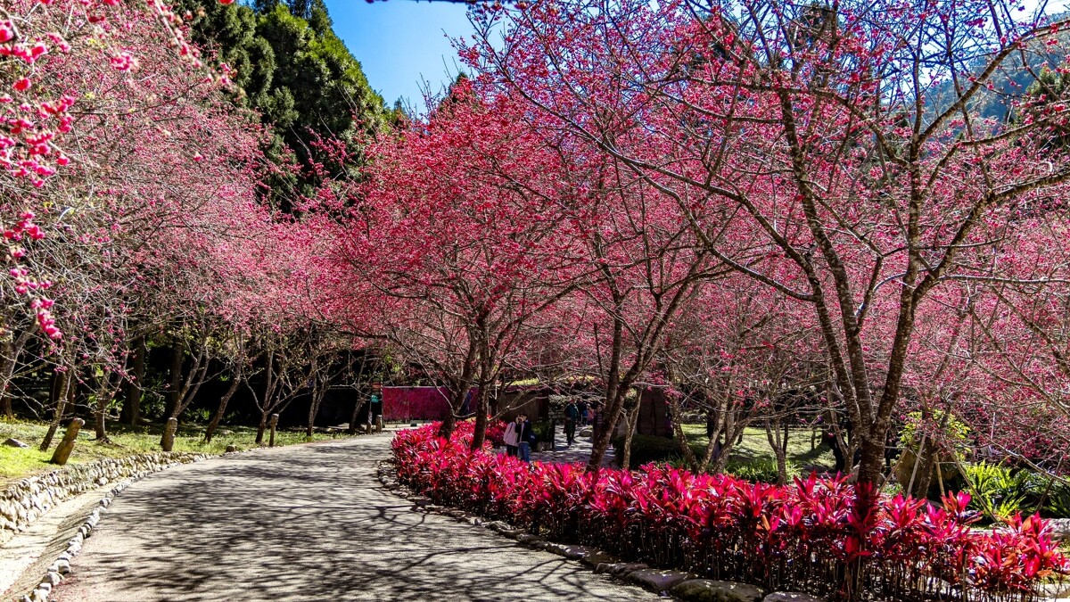 九族文化村 2024櫻花祭