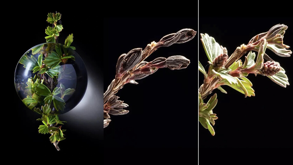 重生密蘿蘭滴水重生 圖片出處：Armani Beauty