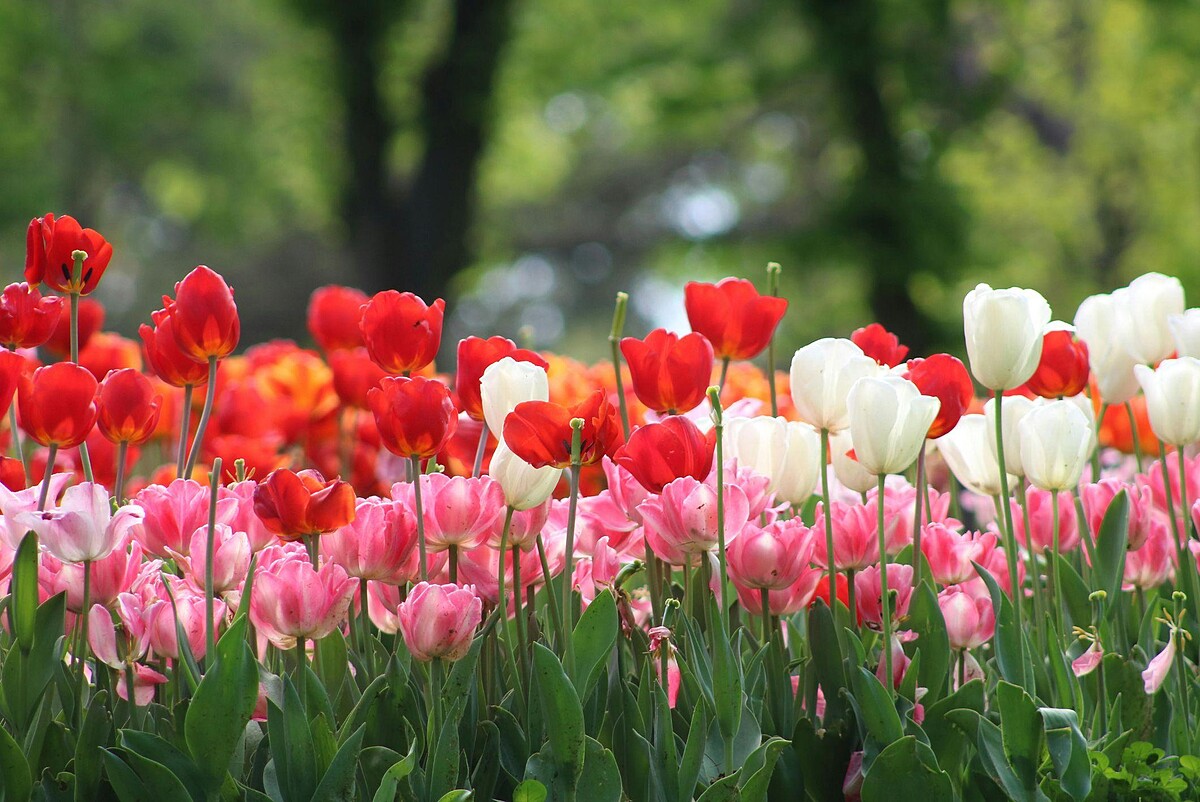 台北晶華酒店響應「2024士林官邸鬱金香展」，將於2月22日起至3月3日推出芳香滿溢的「鬱見晶華」住房專案