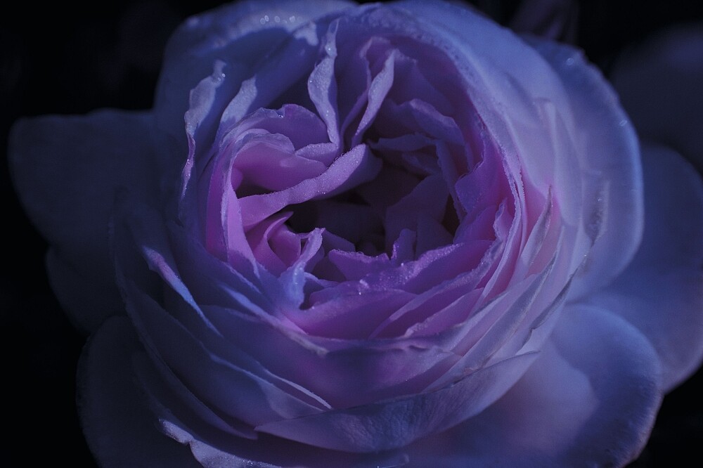 岡維拉玫瑰午夜情境照。