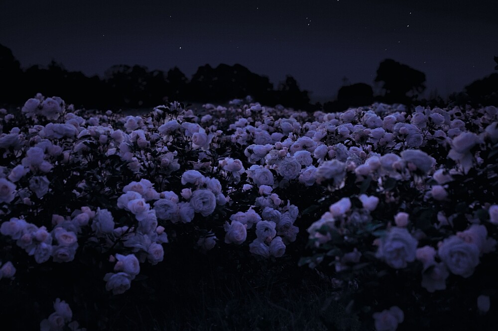 岡維拉玫瑰午夜情境照。