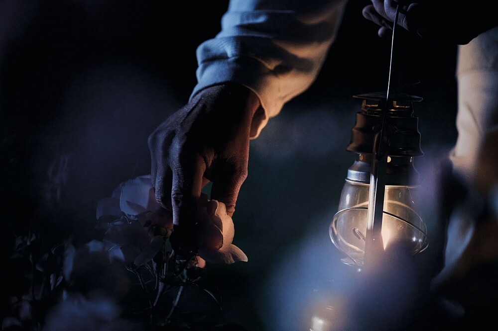 岡維拉玫瑰午夜情境照。