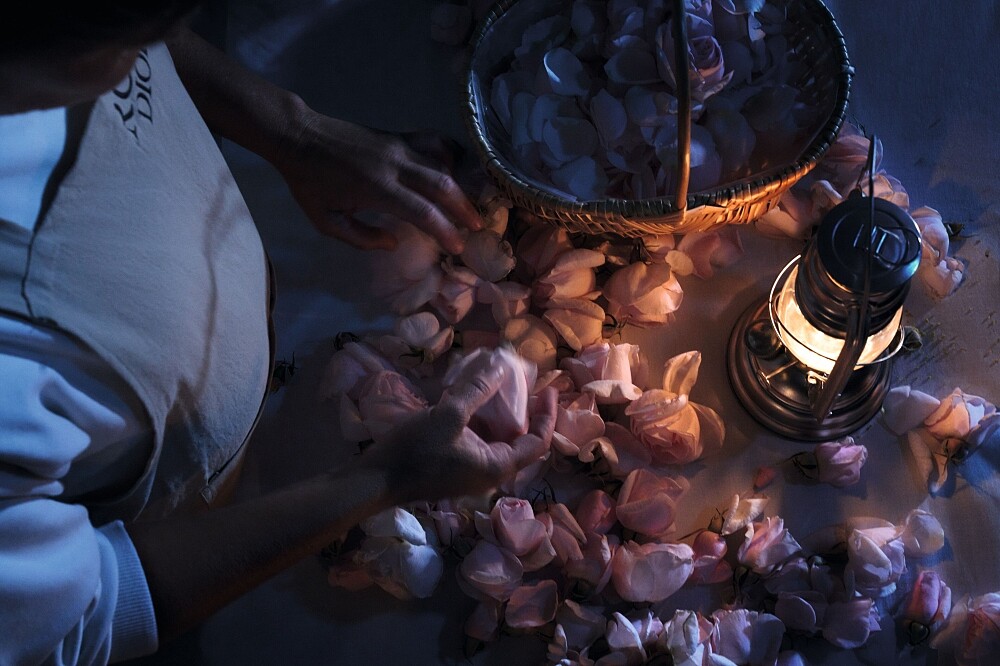 岡維拉玫瑰午夜情境照。