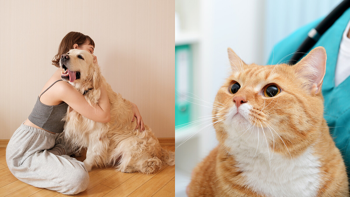 犬貓忍痛能力是人類10倍!獸醫提醒定期健檢不容忽視,與毛孩相伴更長久