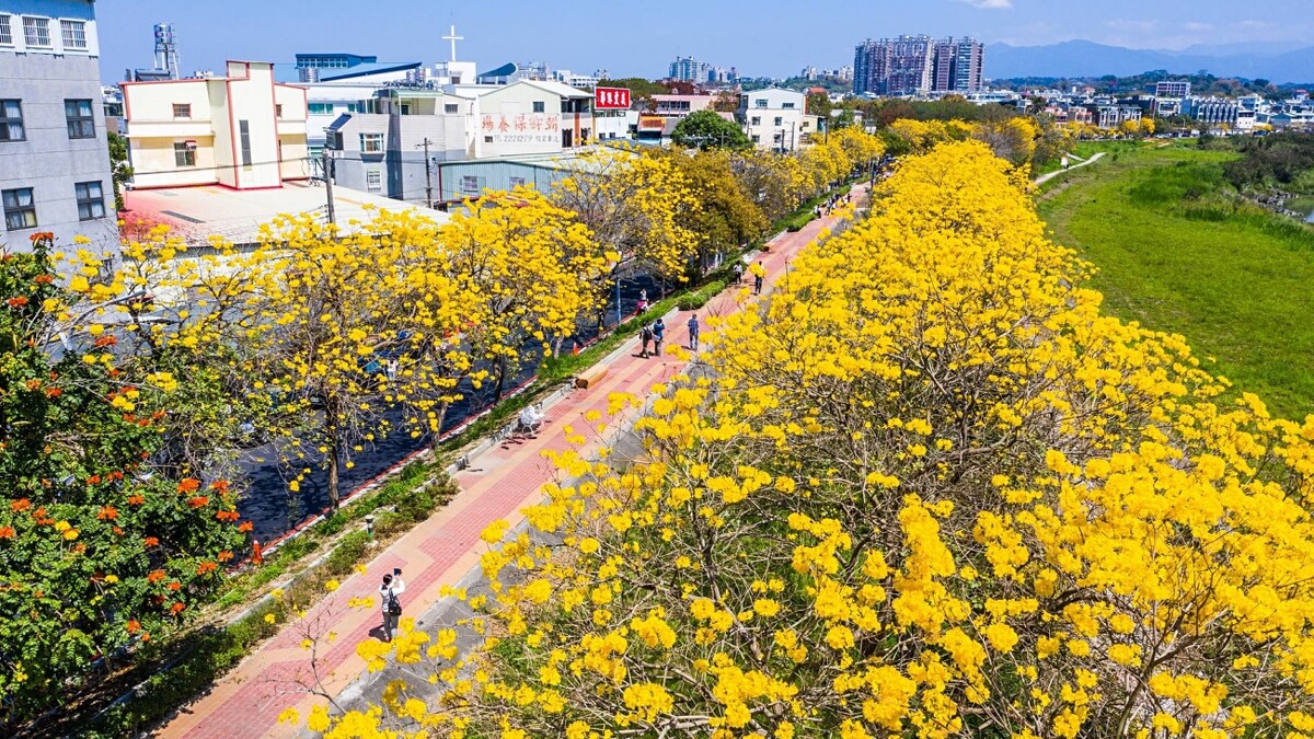 3月便是「黃花風鈴木」盛開季節！Photo／嘉義市政府