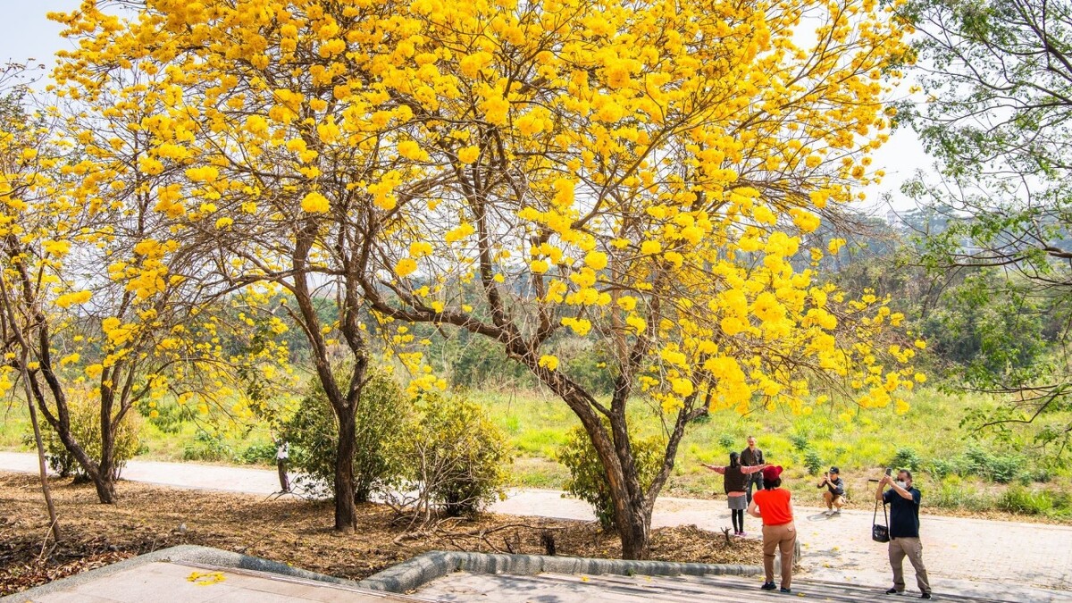 軍輝橋畔黃花風鈴木花況，Photo／嘉義市政府