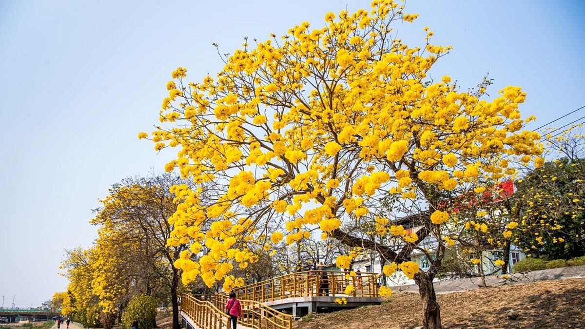 軍輝橋畔黃花風鈴木花況，Photo／嘉義市政府