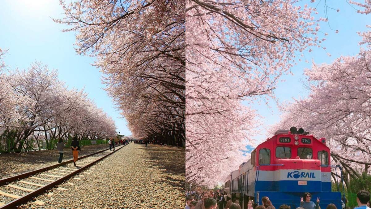 【Julia韓國觀察筆記】櫻花季預備備！「鎮海」軍港節4大賞櫻景點推薦