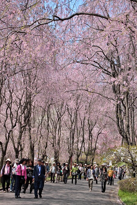 世羅甲山交流之里遠近馳名的枝垂櫻步道，開放期間人潮湧現。