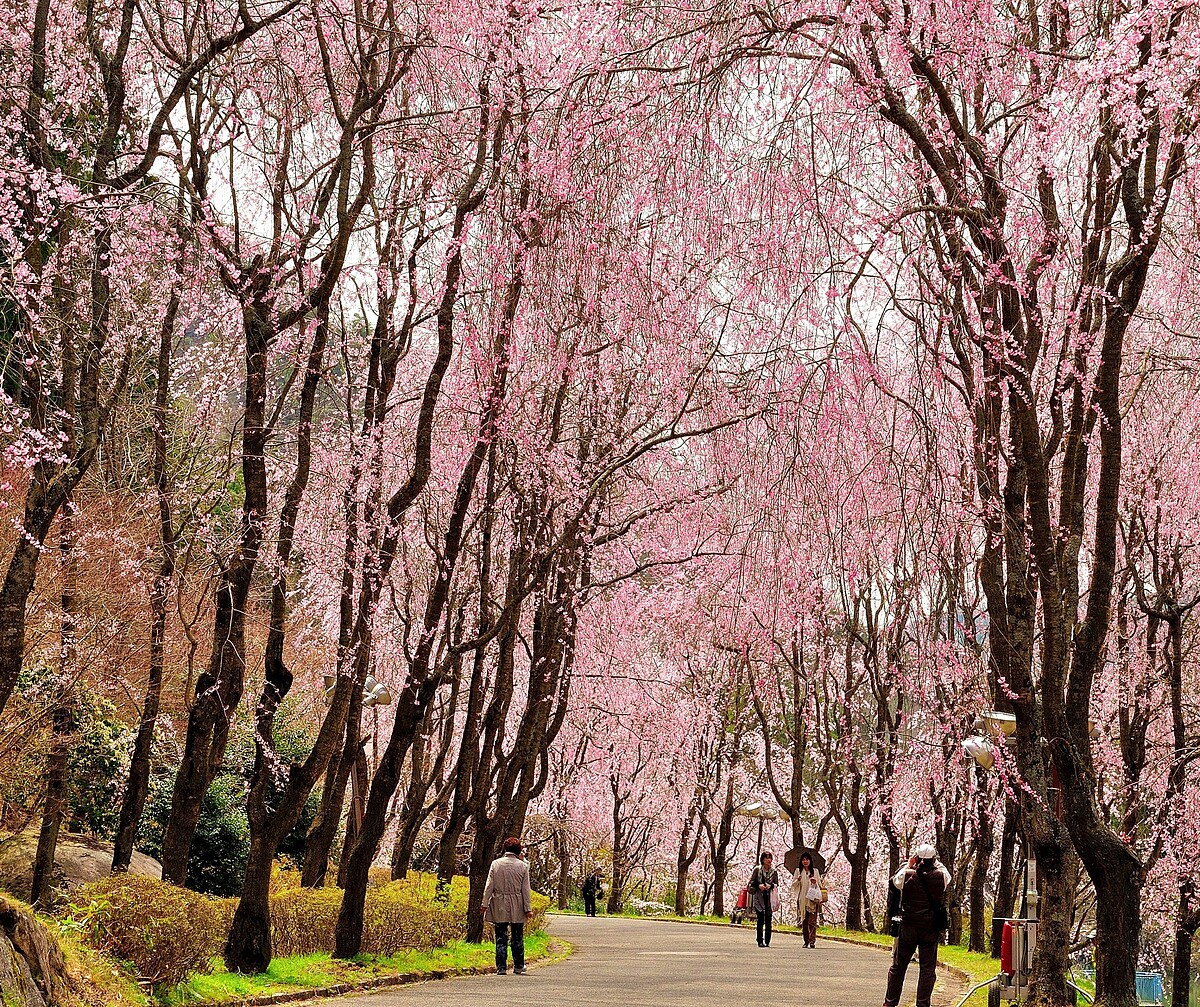 世羅甲山交流之里除了枝垂櫻，還有紅八重枝垂櫻和吉野櫻、八重櫻等，可欣賞到不同櫻花之美。