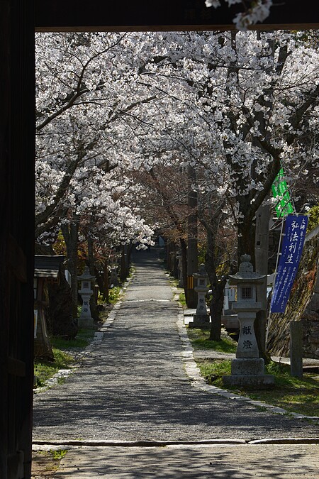 春天一到，今高野山的參道兩側櫻花齊綻，就像是來道歡迎著每位訪客。