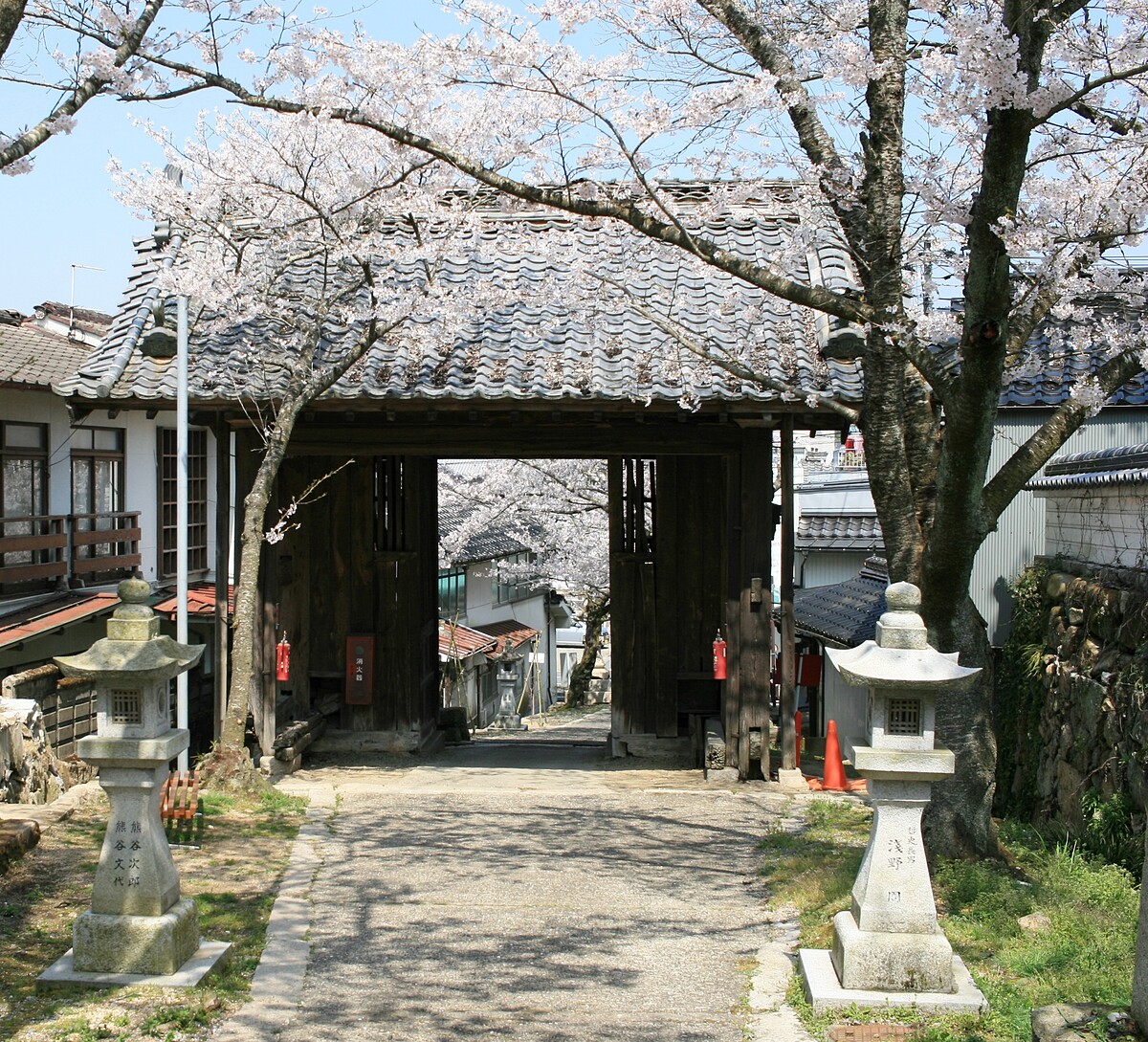 千年古寺與櫻花的組合，多了份日式雅致風情。圖為今高野山。