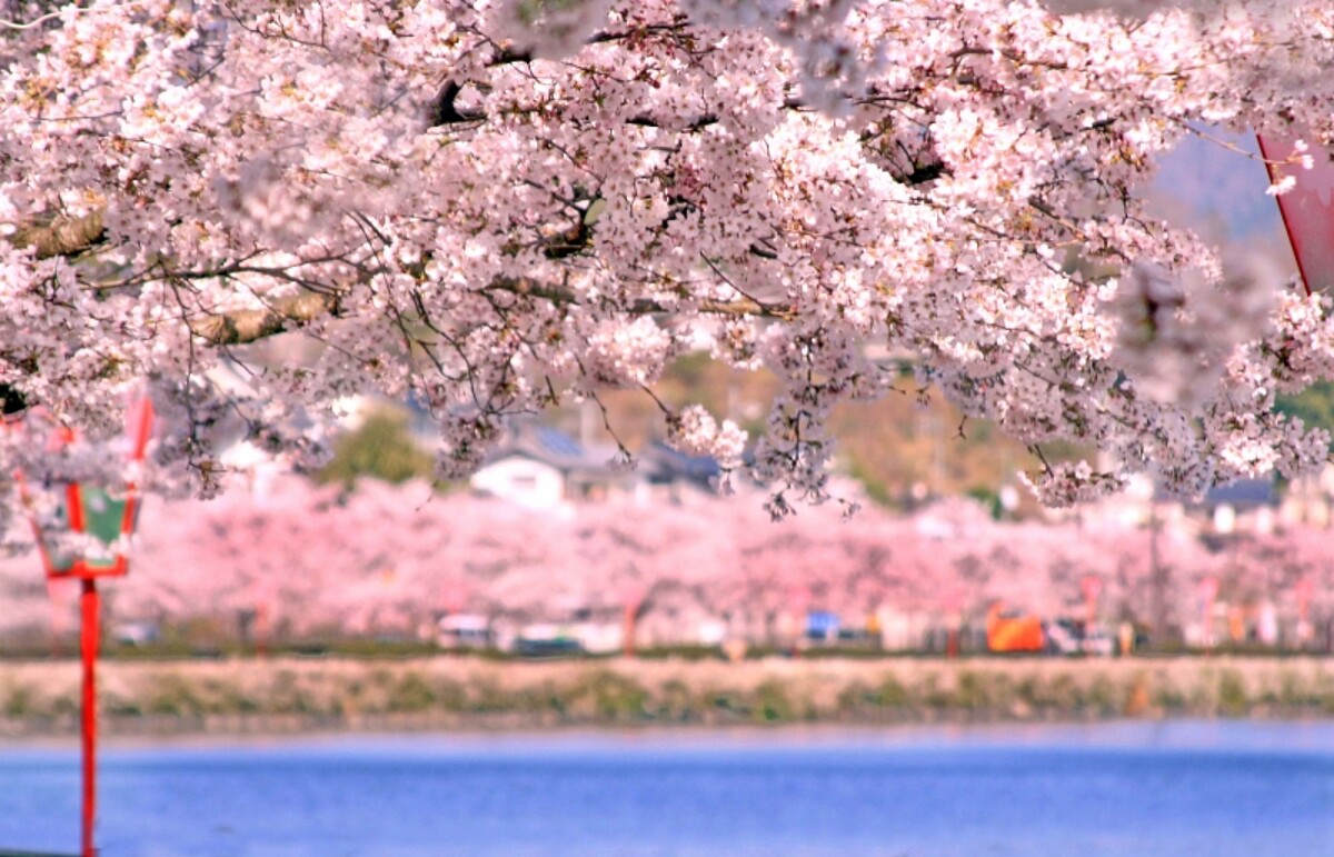 日本「廣島」櫻花追起來!10大瀨戶內海賞櫻景點、洗版IG花期一次看