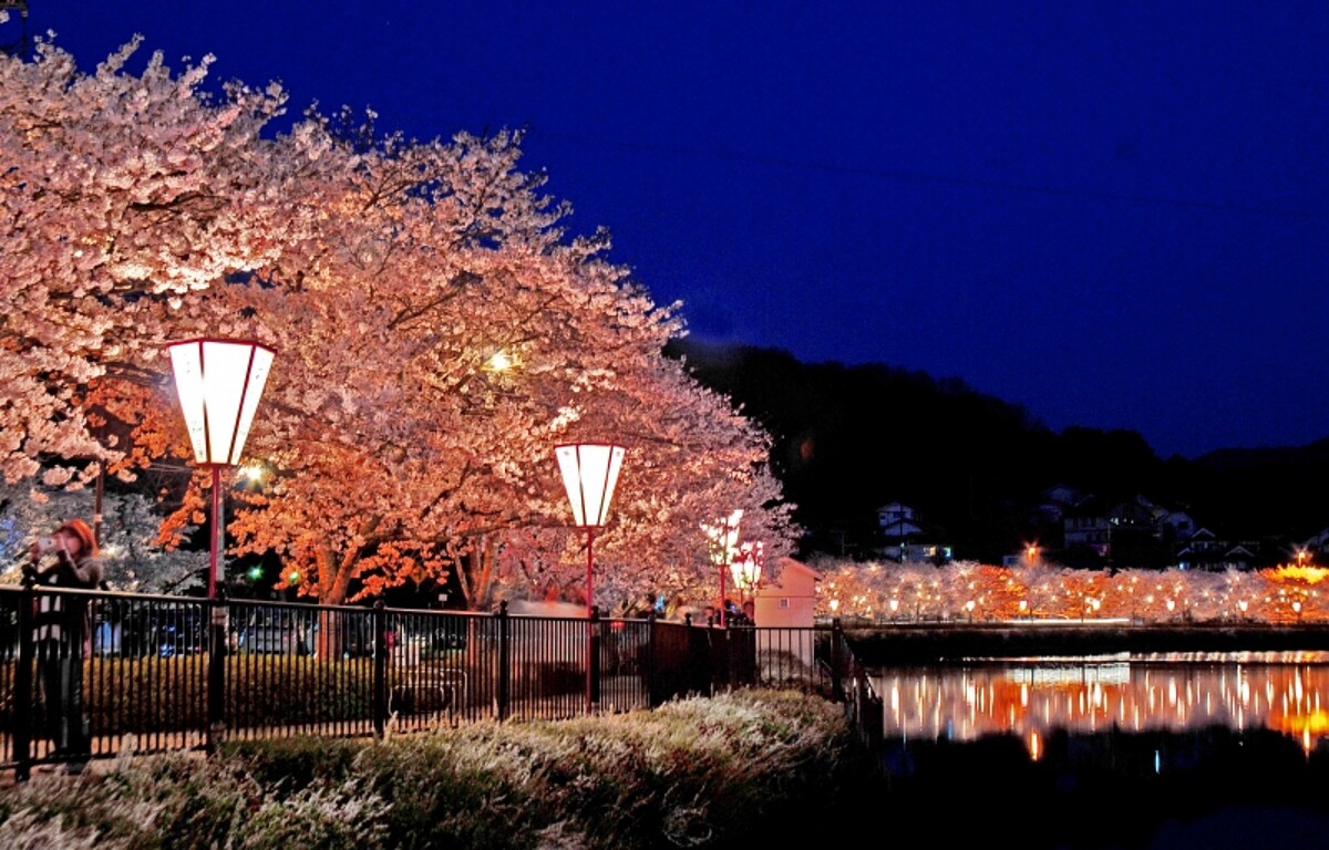 夜間點燈的上野公園不同於白天的唯美優雅，增添了沈穩的神祕氛圍。