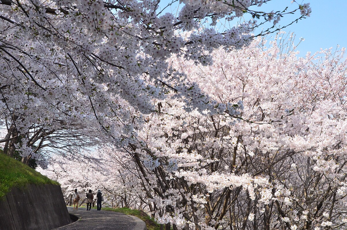 塔之峰千本櫻園內滿開的櫻花將步道覆蓋成粉紅隧道，怎麼拍都超美。