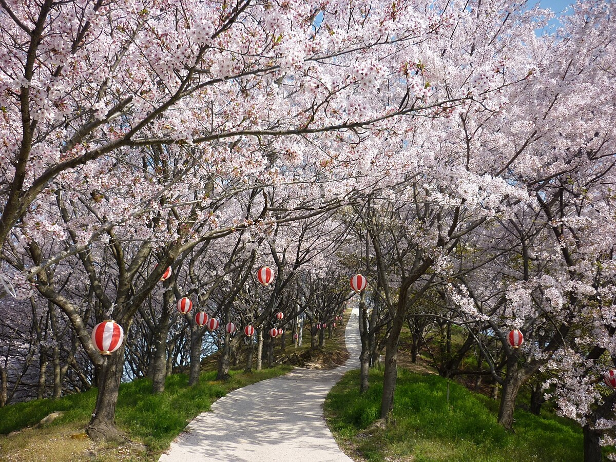 透過島民的努力重生的塔之峰千本櫻，近年來備受矚目。