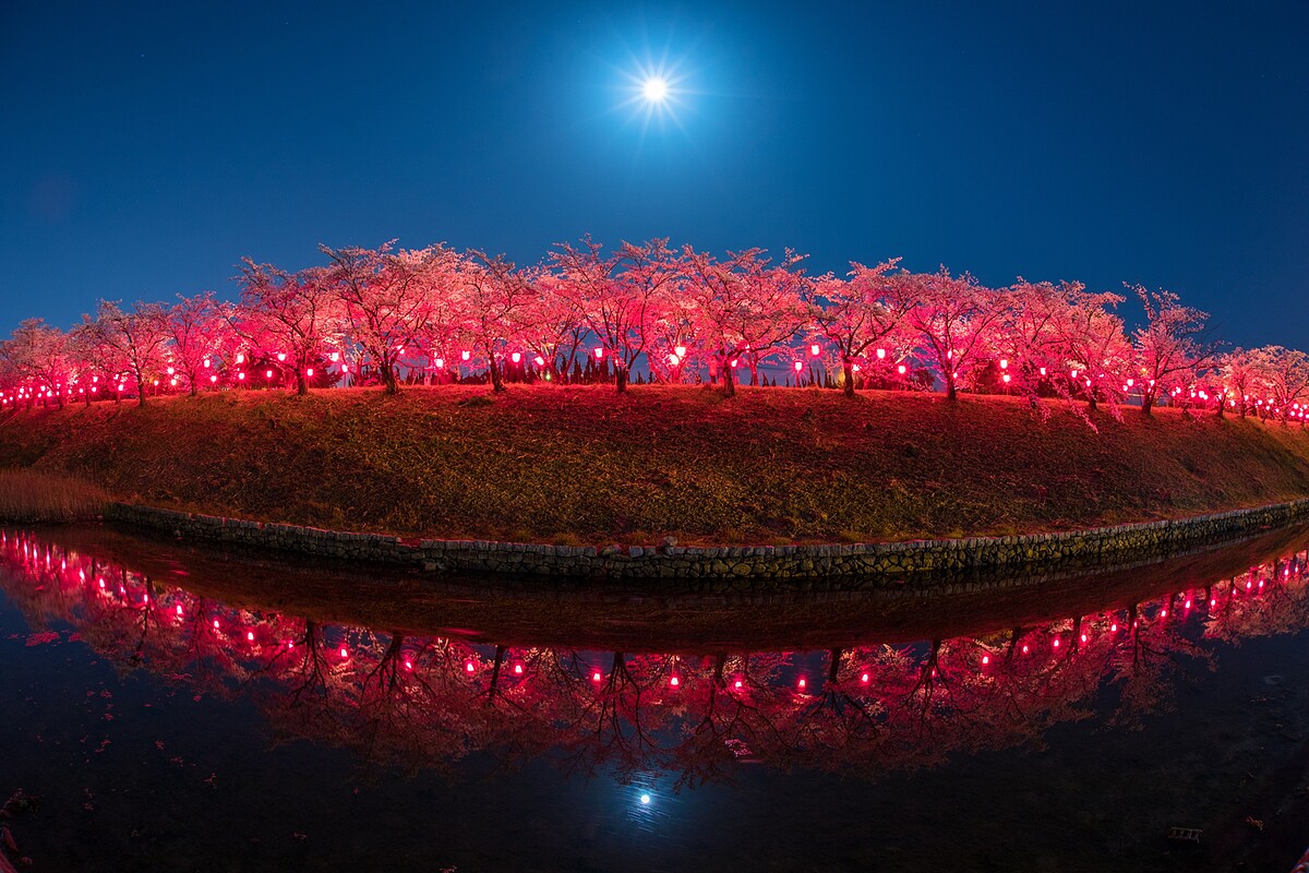 ▲ 住吉堤防步道上的櫻花在紅色燈光的投射下，加上水中倒映，就像是一抺紅唇，動感迷人。