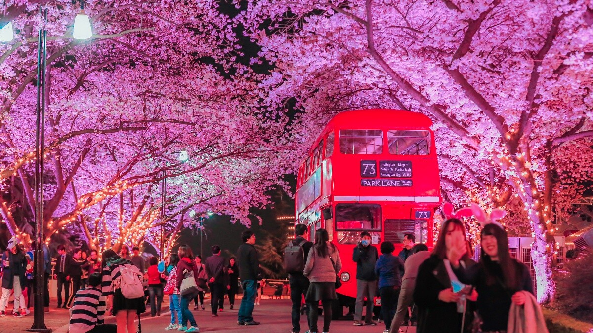 大邱廣域市E-WORLD櫻花節