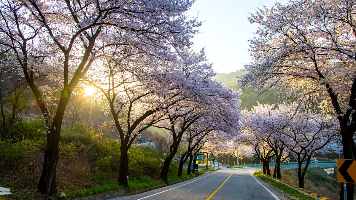 忠清北道清風湖畔
