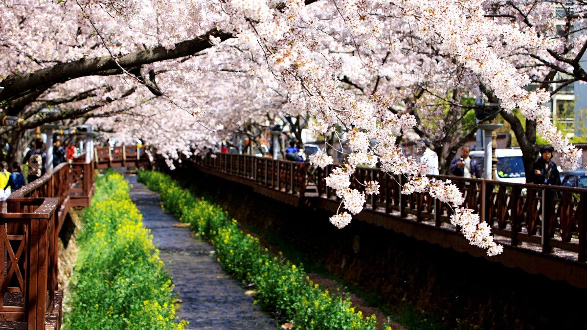 慶尚南道余佐川羅曼史橋