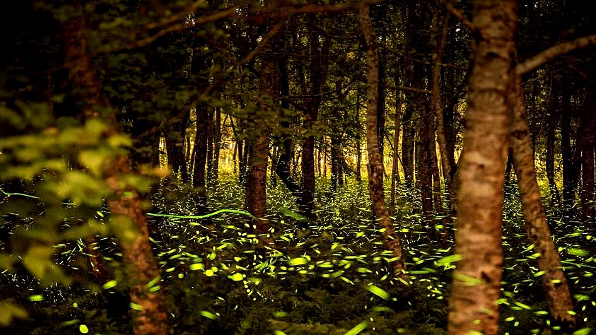 全台最早螢火蟲季起跑！花蓮破千公頃森林園區、上百隻火金姑奇幻飛舞，兩天一夜遊程推薦