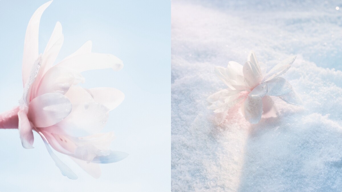 Dior迪奧「雪絨花」情境圖。