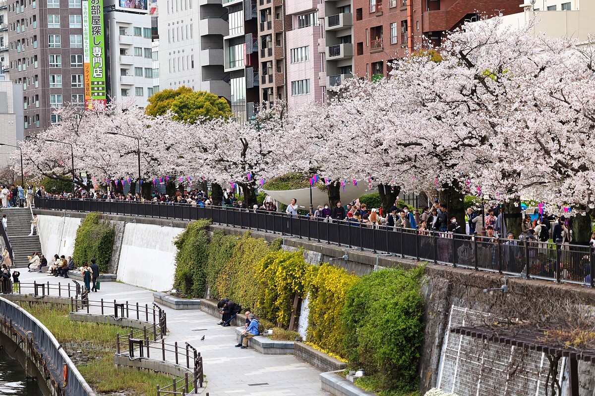 隅田河岸步道沿路有絕美的櫻花。