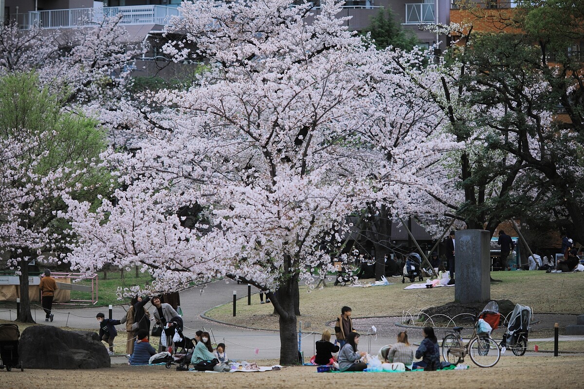 許多賞櫻遊客在河岸公園野餐。