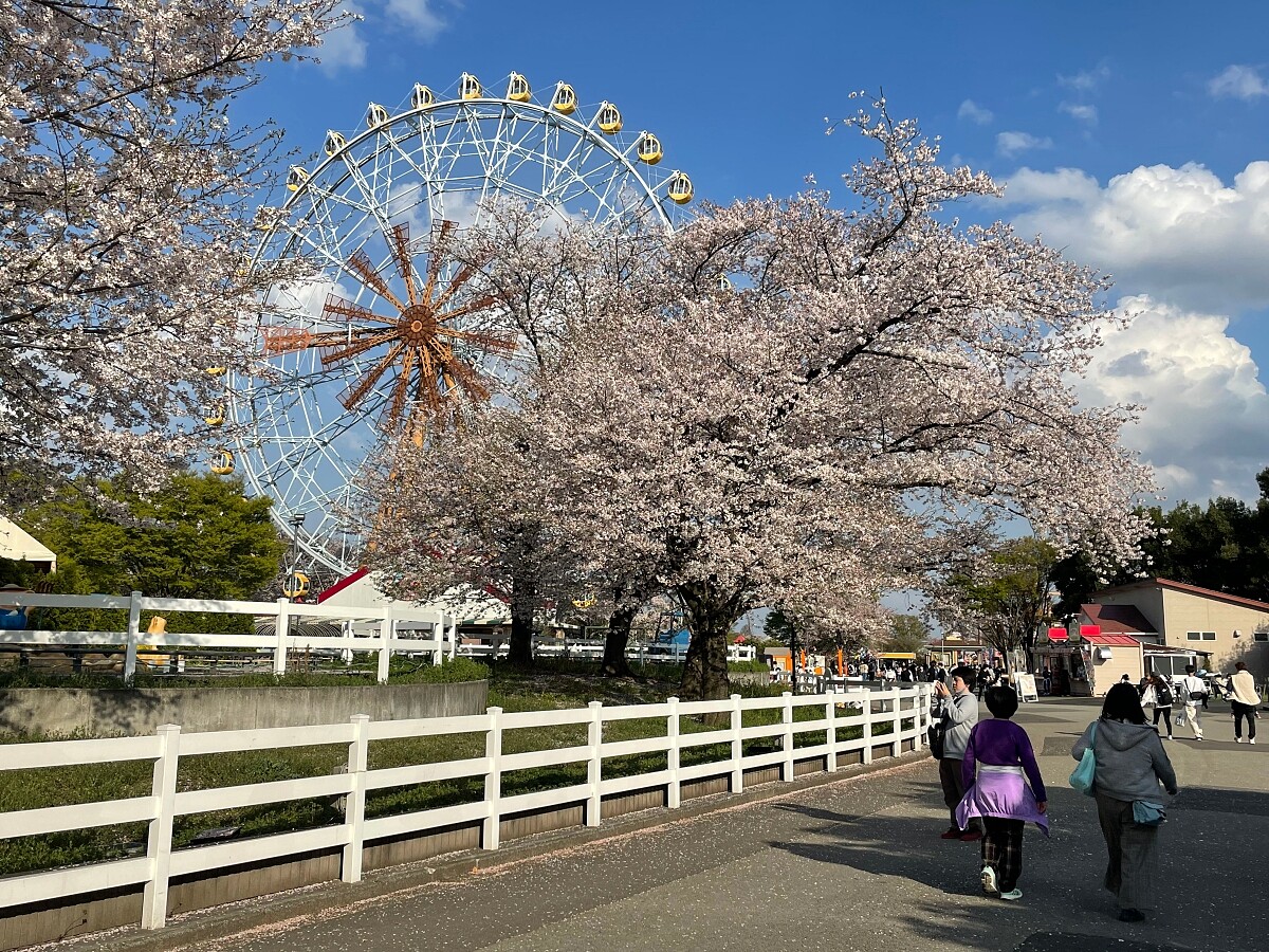 能搭著摩天輪賞櫻，或是漫步園區。
