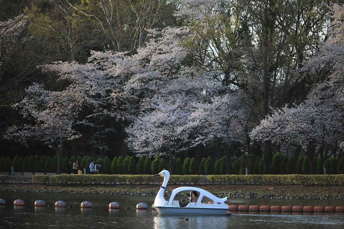 復古的天鵝船。