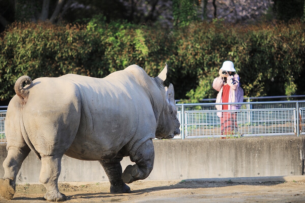 白犀牛「艾瑪」。