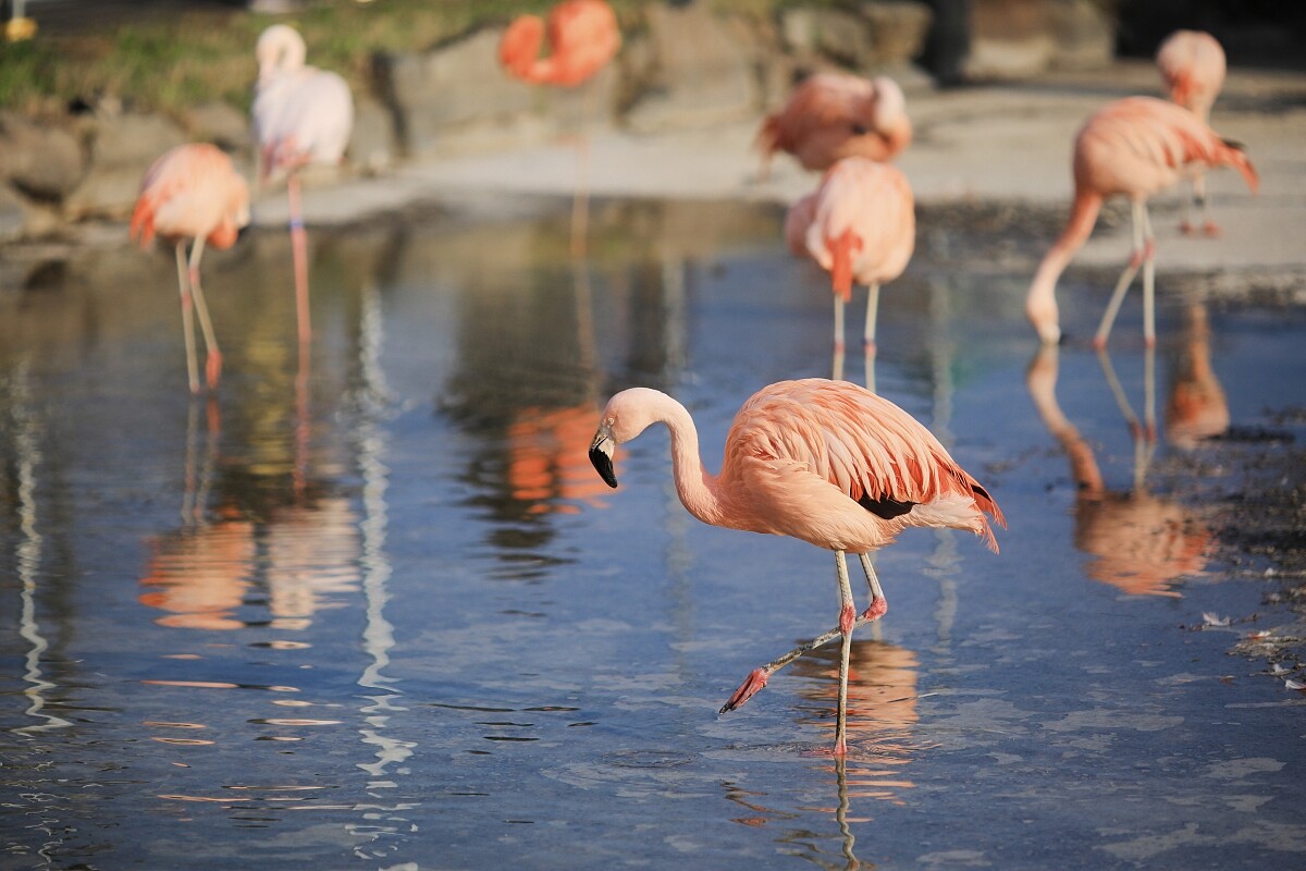 東武動物園相當適合小朋友來玩耍。