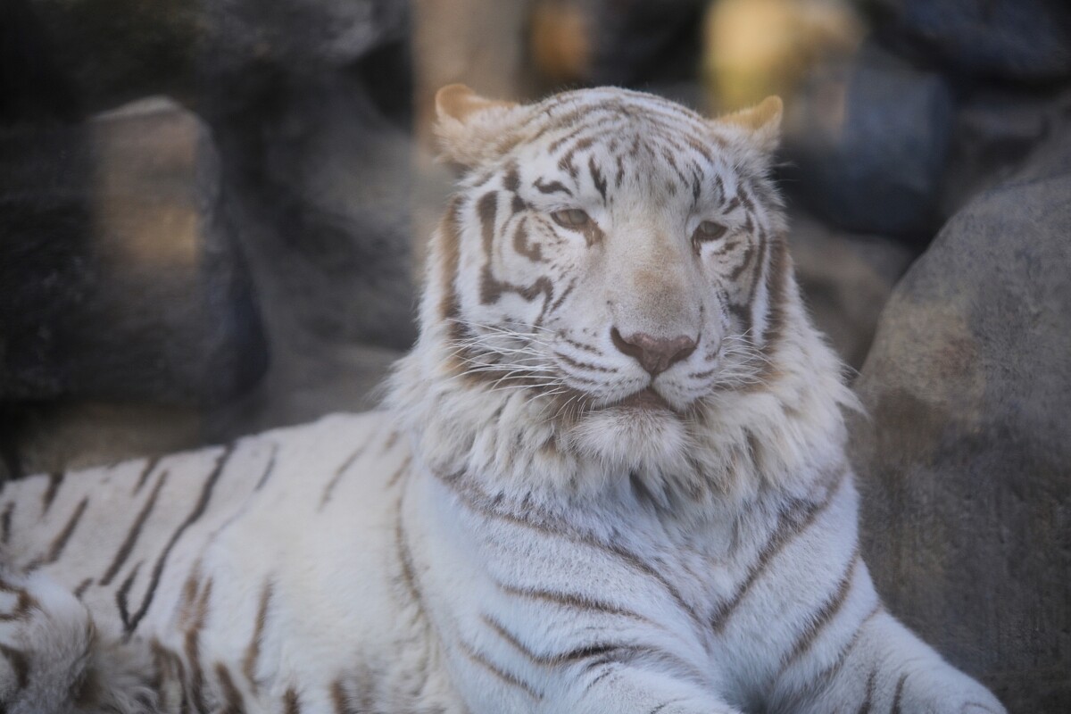 明星動物之一的白老虎。