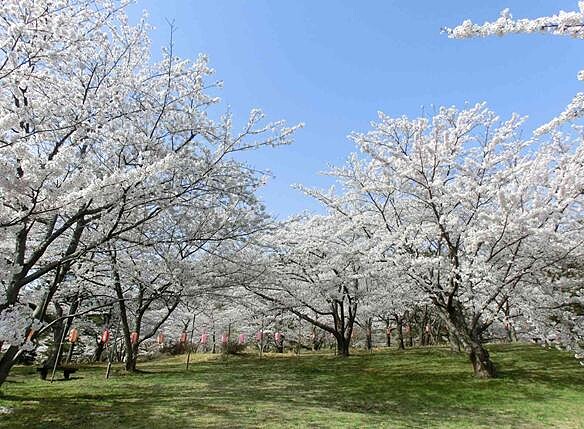 「御所之台公園」位於自然遺產「白神山地」旁的丘陵地。