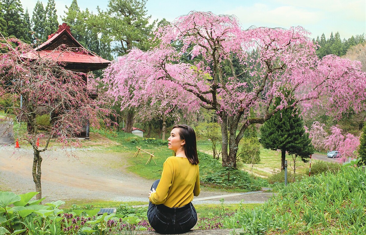 觀光客一定要在垂枝櫻與建築間留下紀念照。