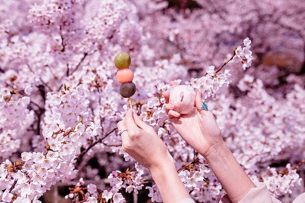 櫻花樹下野餐也是樂趣之一。