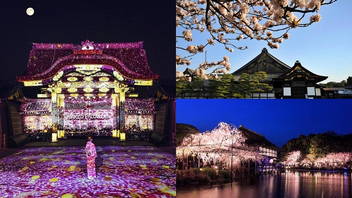 日本古城「京都」魅力賞櫻勝地三選一次收！ 日夜盡享春櫻景色萬種風情