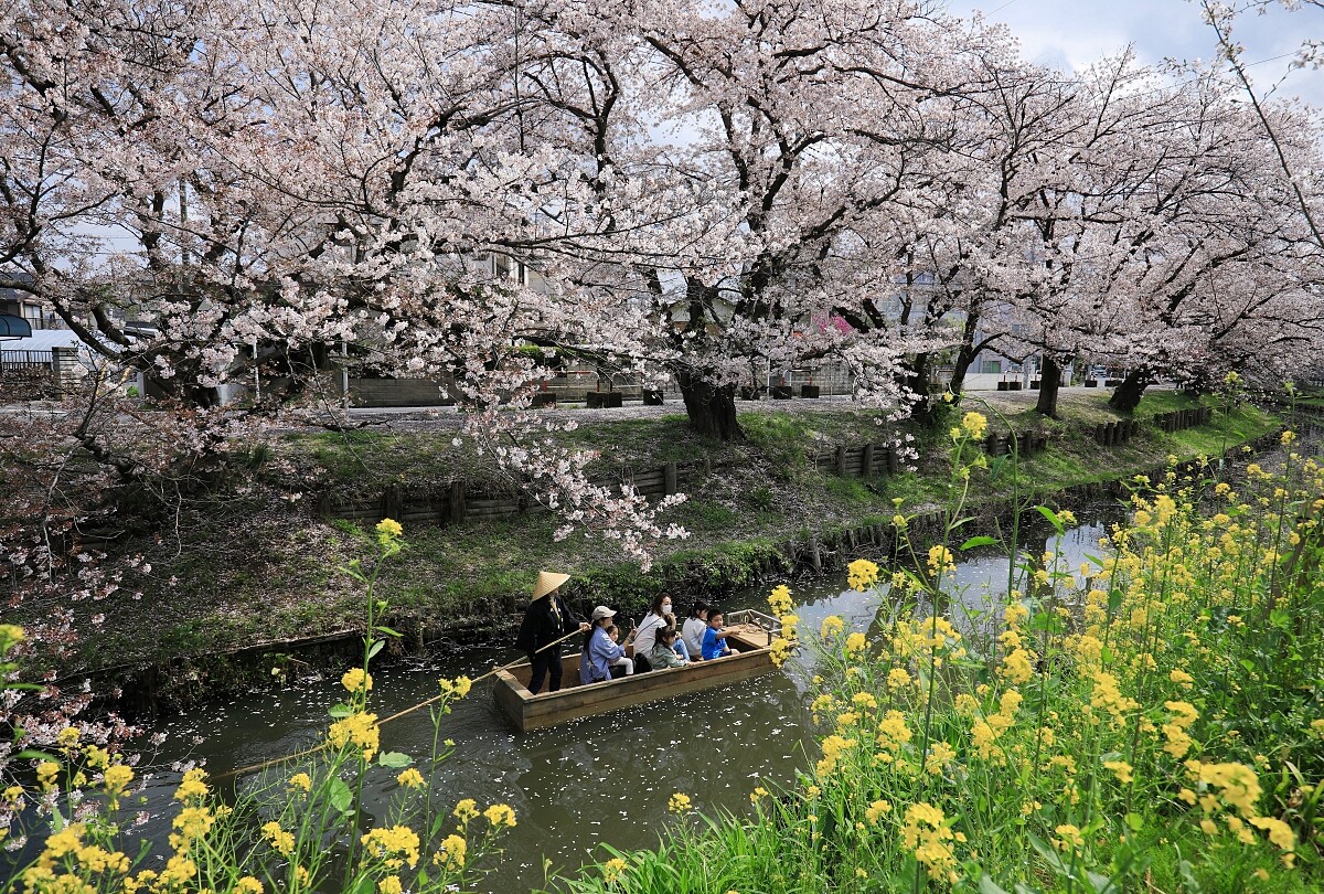 「川越新河岸川櫻並木」。