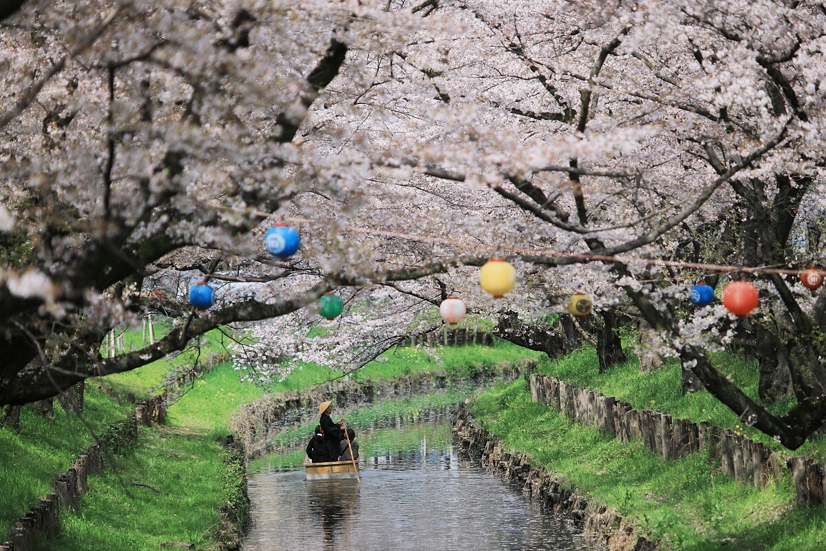 在河流盡頭處搭乘小船欣賞沿岸櫻花美景。