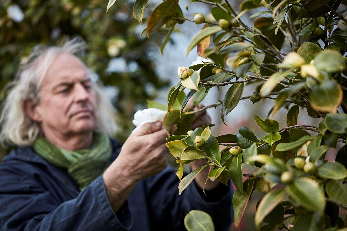 山茶花活字典 Jean Thoby 其家代代都對花朵抱有無比熱忱，他本人也把山茶花當成自己的一部分。