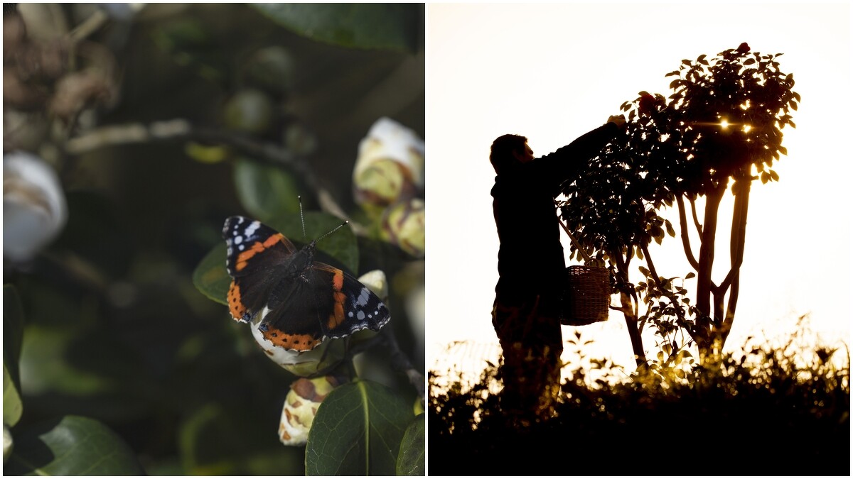 保育類蝴蝶marsh copper，特徵是體型小巧，翅膀呈薑黃色。