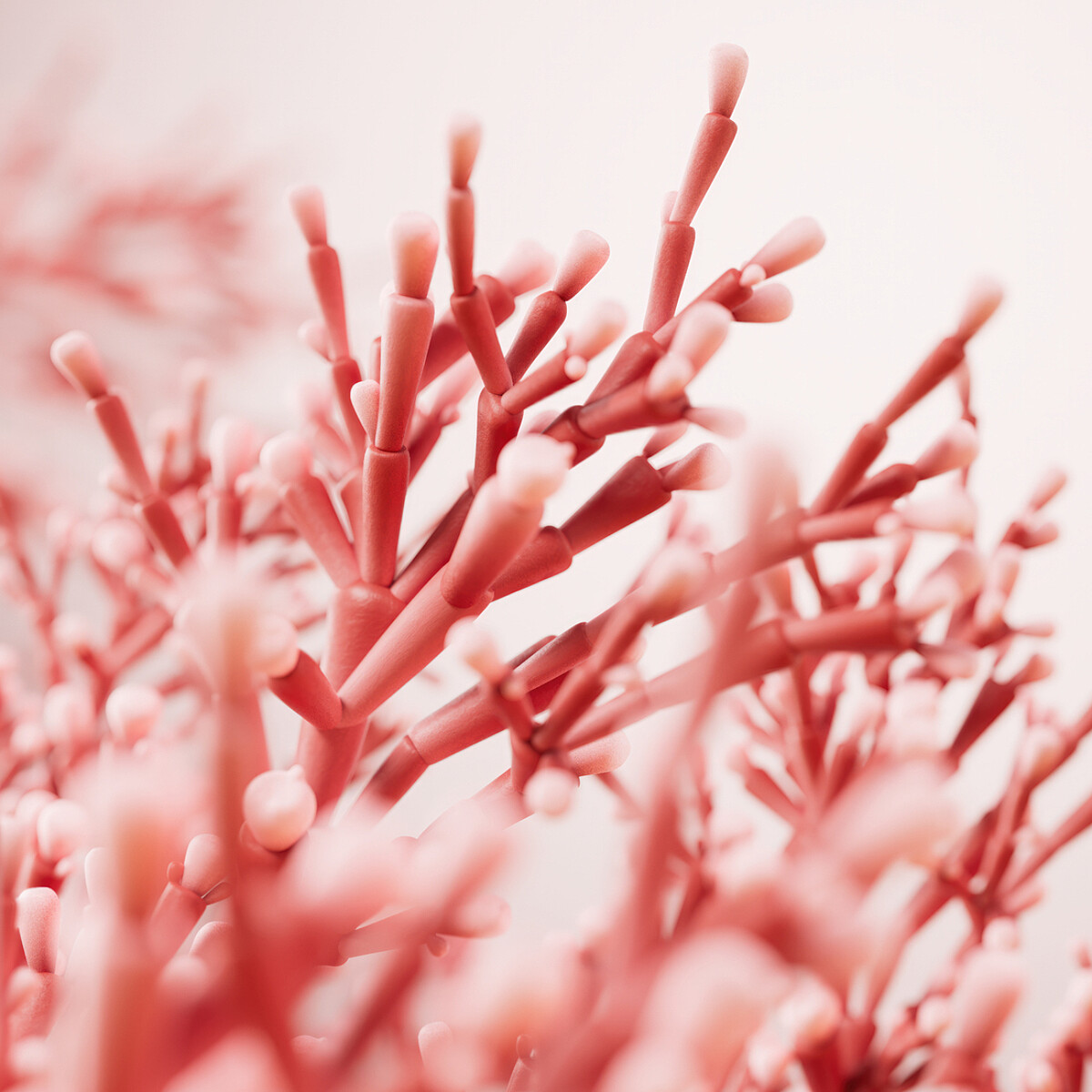 L&rsquo;OCCITANE馭時金燦活萃系列使用的紅叉珊藻活膚精萃。