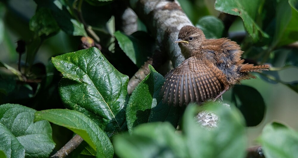 THE MILLIÈRE VALLEY 米利埃谷情境圖。